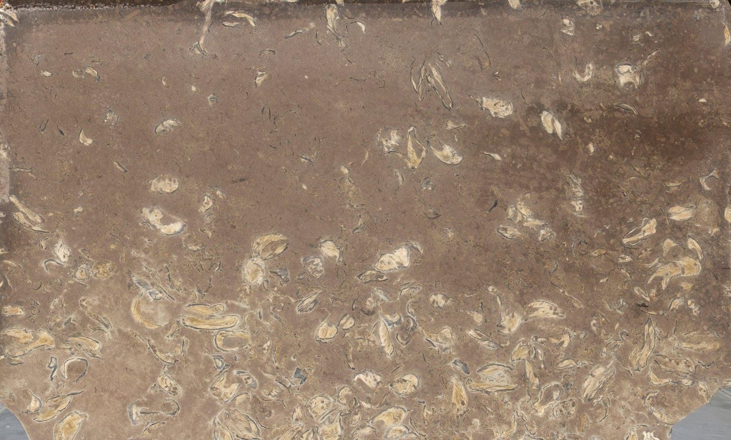 Santafiora Ostrea 2 cm