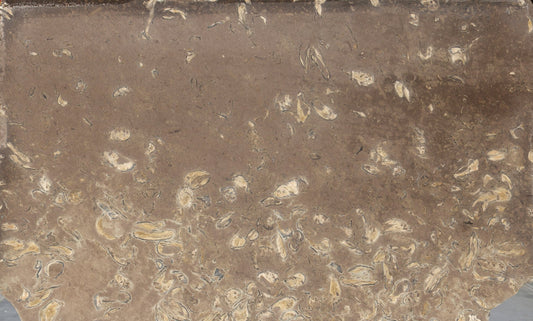 Santafiora Ostrea 2 cm